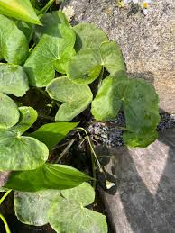 Attēlu rezultāti vaicājumam “Caltha palustris leaf”