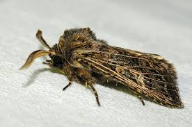 Attēlu rezultāti vaicājumam “Tholera decimalis female”