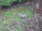For the last in the sequence see NT2470 : Pest control [#6, - via Daymix