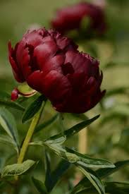 Image result for Pfingstrose