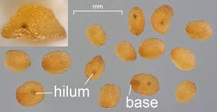 Attēlu rezultāti vaicājumam “Veronica anagallis-aquatica fruit”