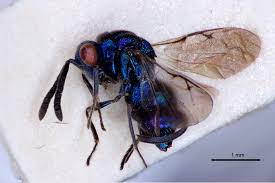 Attēlu rezultāti vaicājumam “Torymidae”