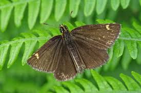 Attēlu rezultāti vaicājumam “Heteropterus morpheus”