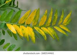 Attēlu rezultāti vaicājumam “Gleditsia triacanthos leaf”