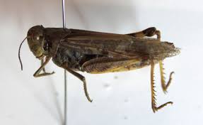 Attēlu rezultāti vaicājumam “Orthoptera”