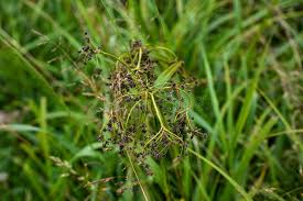 Attēlu rezultāti vaicājumam “Scirpus sylvaticus flower”