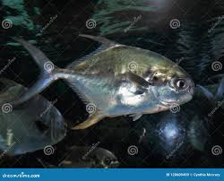 Image result for Trachinotus carolinus