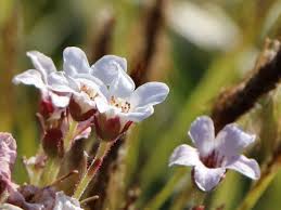 Image result for Steinbrech