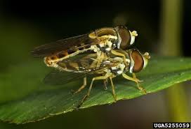 Attēlu rezultāti vaicājumam “Syrphidae”