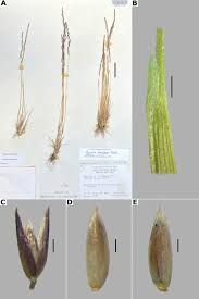 Attēlu rezultāti vaicājumam “Agrostis canina leaf”