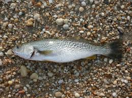 Image result for Cynoscion regalis