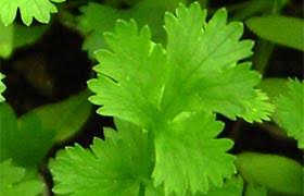 Image result for Koriander