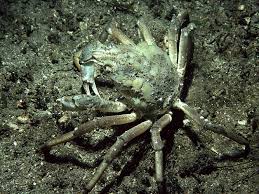 Image result for Hyas araneus