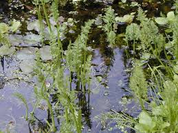 Attēlu rezultāti vaicājumam “Oenanthe aquatica fruit”