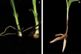 Attēlu rezultāti vaicājumam “Herminium monorchis fruit”