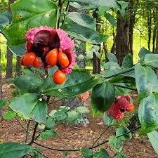 Attēlu rezultāti vaicājumam “Euonymus fruit”