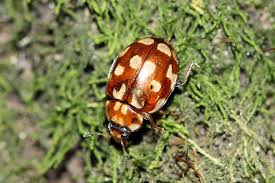 Attēlu rezultāti vaicājumam “Myrrha octodecimguttata”