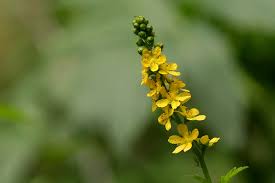 Attēlu rezultāti vaicājumam “Agrimonia eupatoria flower”