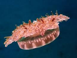 Attēlu rezultāti vaicājumam “Scyphozoa”