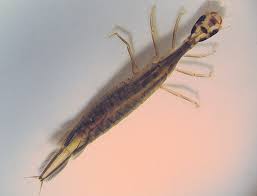 Attēlu rezultāti vaicājumam “Acilius sulcatus female”