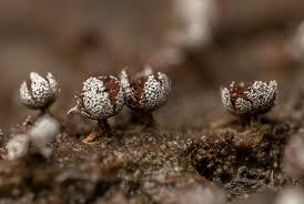 Attēlu rezultāti vaicājumam “Physarum leucophaeum spores”