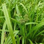 Attēlu rezultāti vaicājumam “Scirpus sylvaticus leaf”