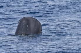 Image result for Physeter macrocephalus
