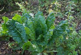 Image result for Beta vulgaris