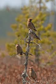 Attēlu rezultāti vaicājumam “Bombycilla garrulus adult”