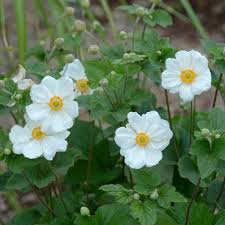Image result for Anemonenarten