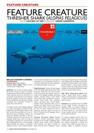 Image result for Alopias pelagicus