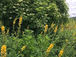 Image result for Agrimonia eupatoria
