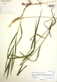 Attēlu rezultāti vaicājumam “Bromopsis inermis leaf”