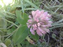 Attēlu rezultāti vaicājumam “Trifolium medium flower”
