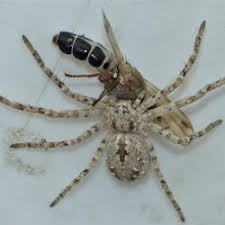 Attēlu rezultāti vaicājumam “Tetanops myopina”