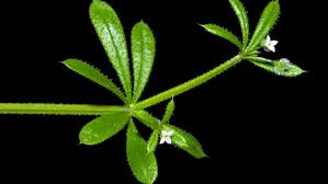 Image result for Galium aparine