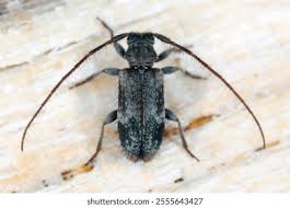 Attēlu rezultāti vaicājumam “Aphodius sp. imago”