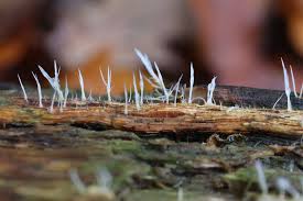 Attēlu rezultāti vaicājumam “Craterium minutum stalked”