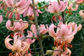 Image result for Lilium martagon `Chameleon`