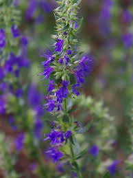 Attēlu rezultāti vaicājumam “Hyssopus officinalis flower”