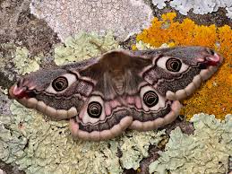 Attēlu rezultāti vaicājumam “Saturnia pavonia”