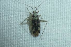 Attēlu rezultāti vaicājumam “Phytocoris tiliae imago”