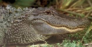 Image result for Alligator mississippiensis