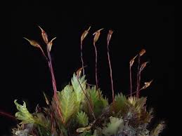 Attēlu rezultāti vaicājumam “Fissidens adianthoides”