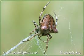 Attēlu rezultāti vaicājumam “Araneus angulatus”