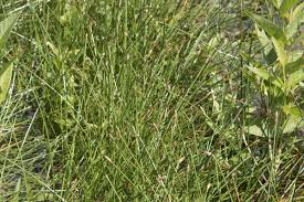 Attēlu rezultāti vaicājumam “Eleocharis uniglumis fruit”