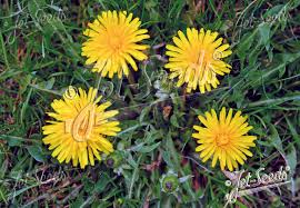 Attēlu rezultāti vaicājumam “Taraxacum officinale aggr. flower”
