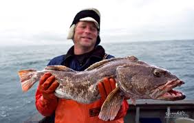 Image result for Ophiodon elongatus