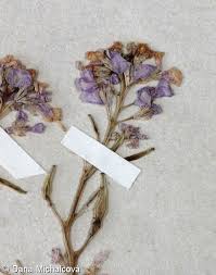 Attēlu rezultāti vaicājumam “Cakile maritima subsp. baltica leaf”