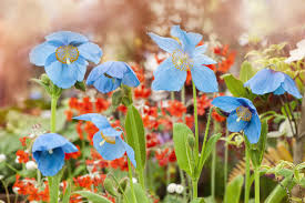 Image result for Meconopsis betonicifolia